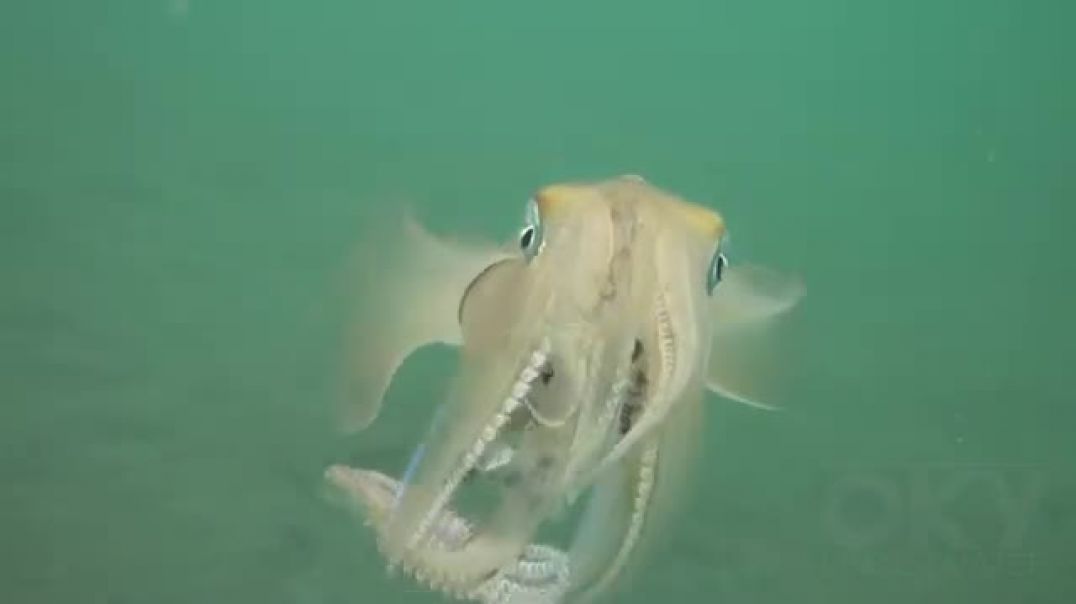 ⁣Squid laying eggs