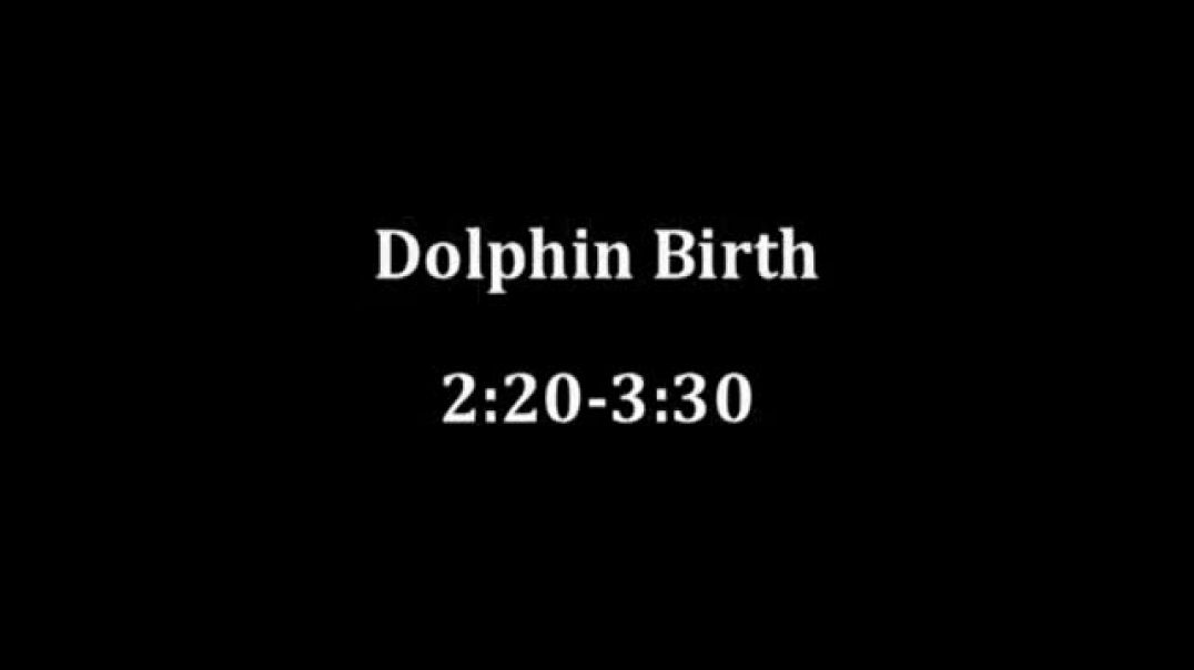 ⁣Incredible Dolphin Birth at Dolphin Quest Hawaii