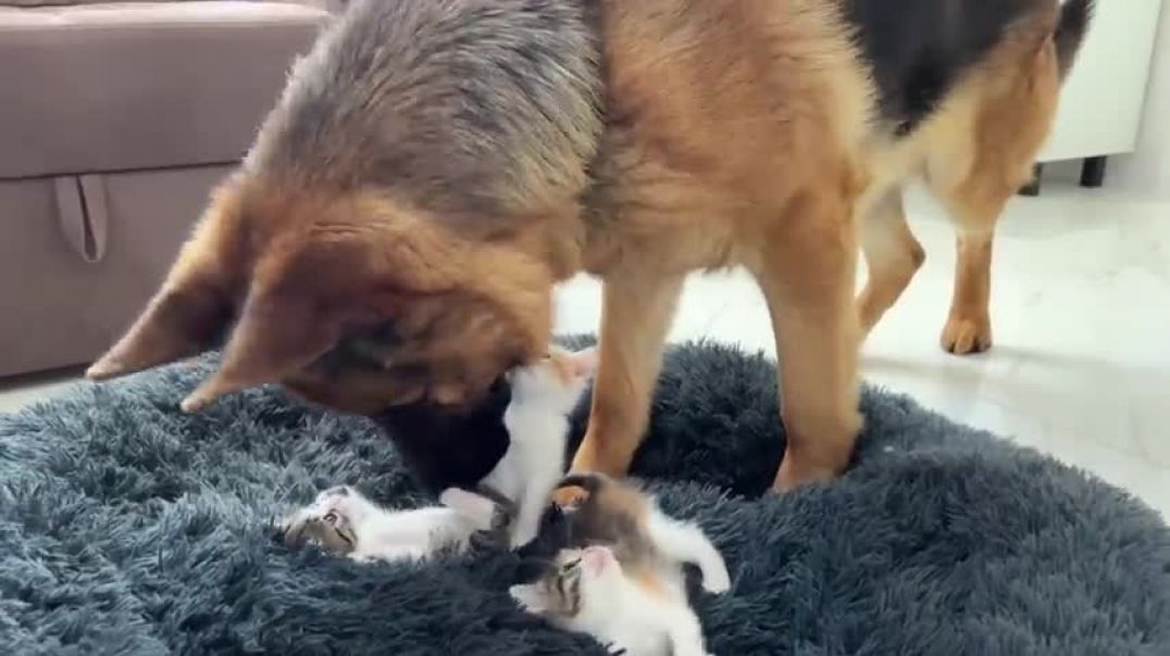 ⁣German Shepherd Shocked by Tiny Kittens occupying dog bed!