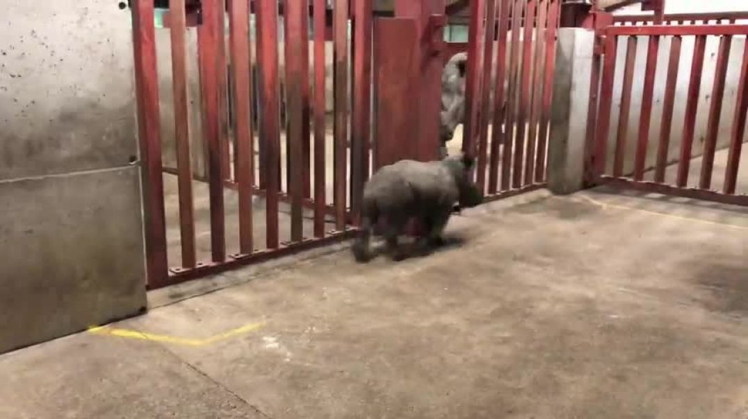 ⁣Rhino calf plays with zoo keeper