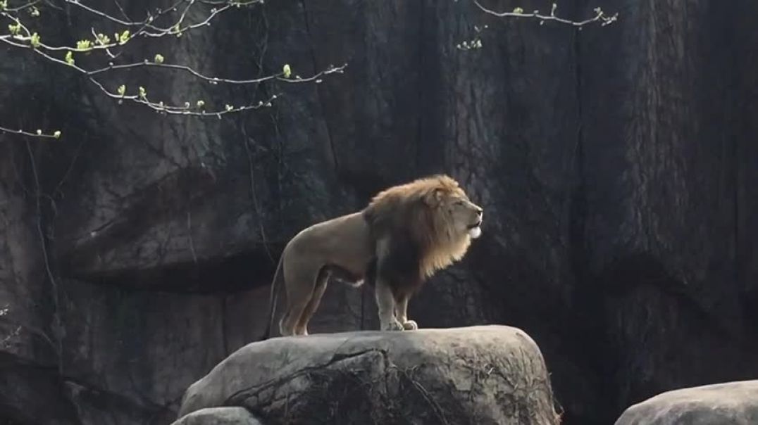 ⁣Epic Lion Roar at Lincoln Park Zoo