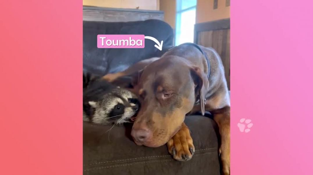 ⁣Wild Raccoon Falls In Love With A Huge Pup. Owners Can't Believe It | Cuddle Buddies