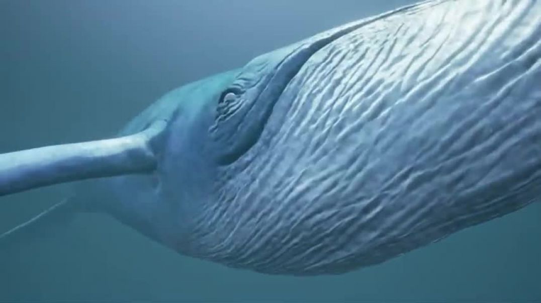 ⁣Blue Whale Cinematic
