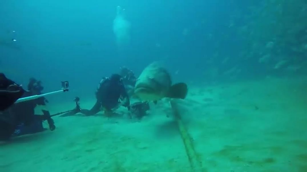 ⁣Grouper Bites Head Off Diver