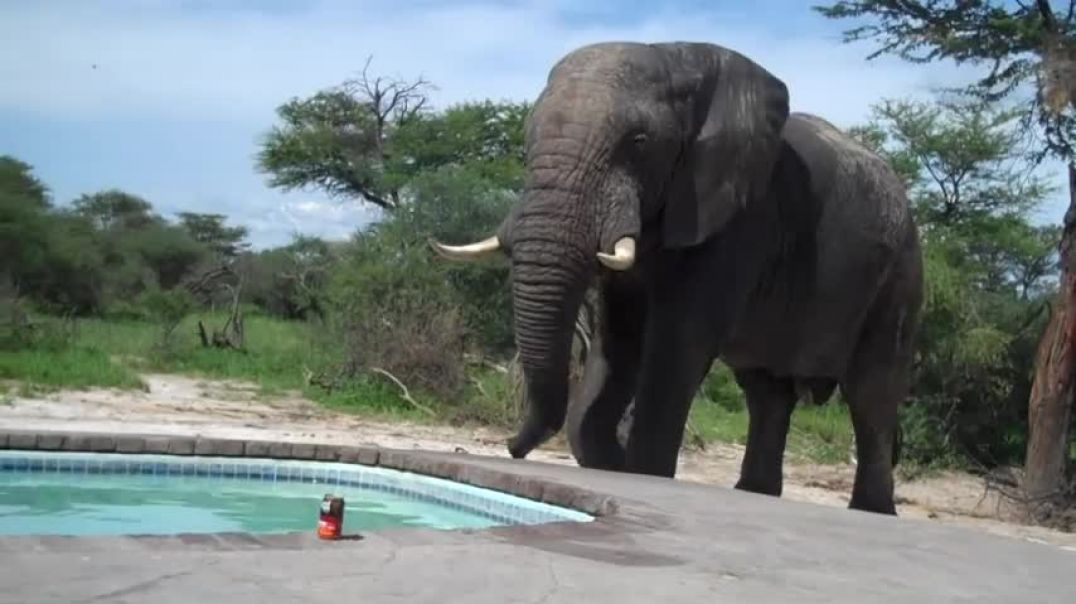 ⁣Elephant crashes the pool party