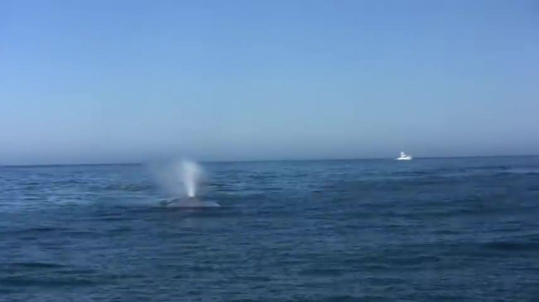 ⁣Blue Whale close encounter Newport Harbor California