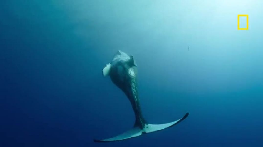 ⁣Witness a humpback whale birth caught on camera in Hawaii   National Geographic