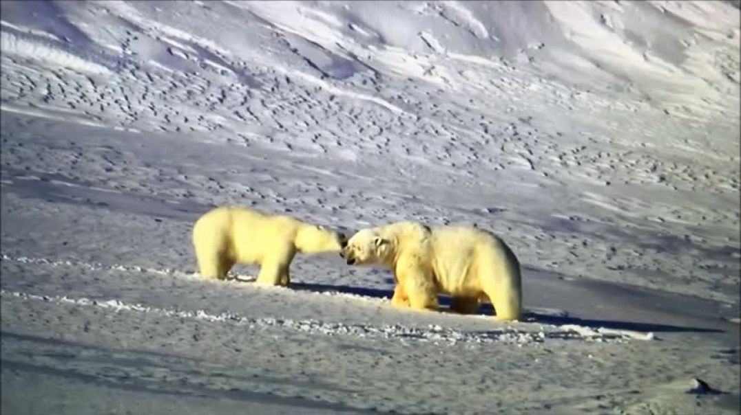 The world's largest polar bear fighting to the death
