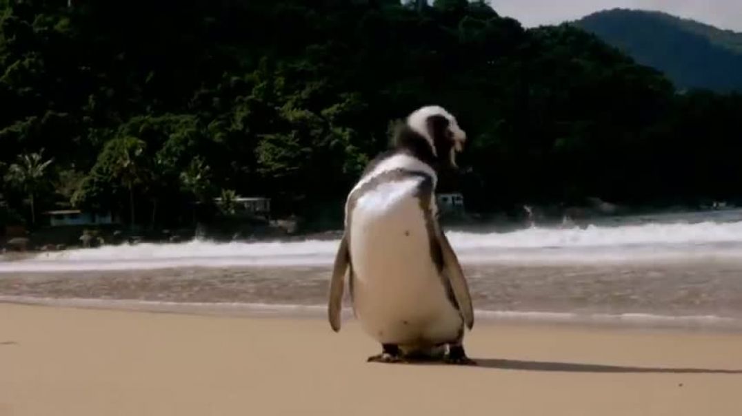 ⁣Jinjing The Penguin - Swims 5000 Miles Every Year To Visit The Man Who Saved Him