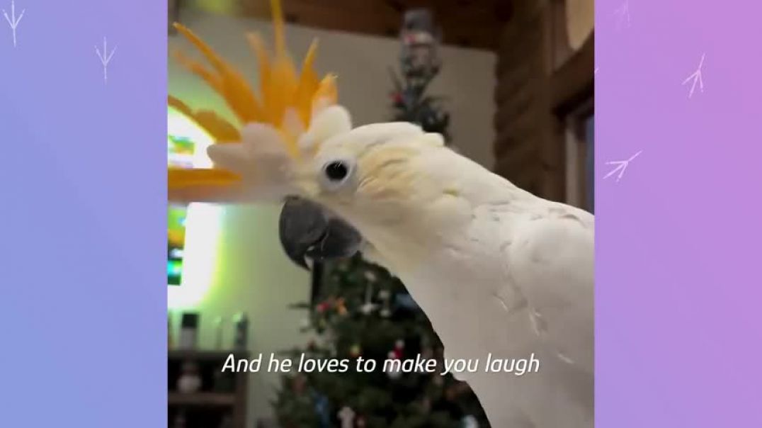 Cockatoo Starts Dancing After 28 Years Cage Time   Cuddle Buddies