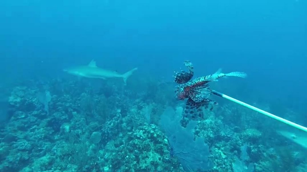 ⁣Teaching Sharks to Eat Invasive Lionfish Raw Footage