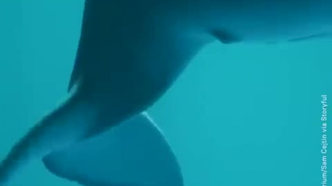 Bella the Beluga Whale Gives Birth   NowThis
