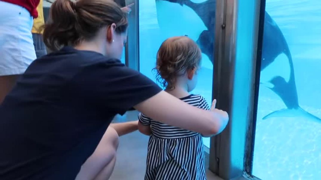 Little girl's Orca meets the real thing - Killer Whale Up-Close Tour at SeaWorld Orlando