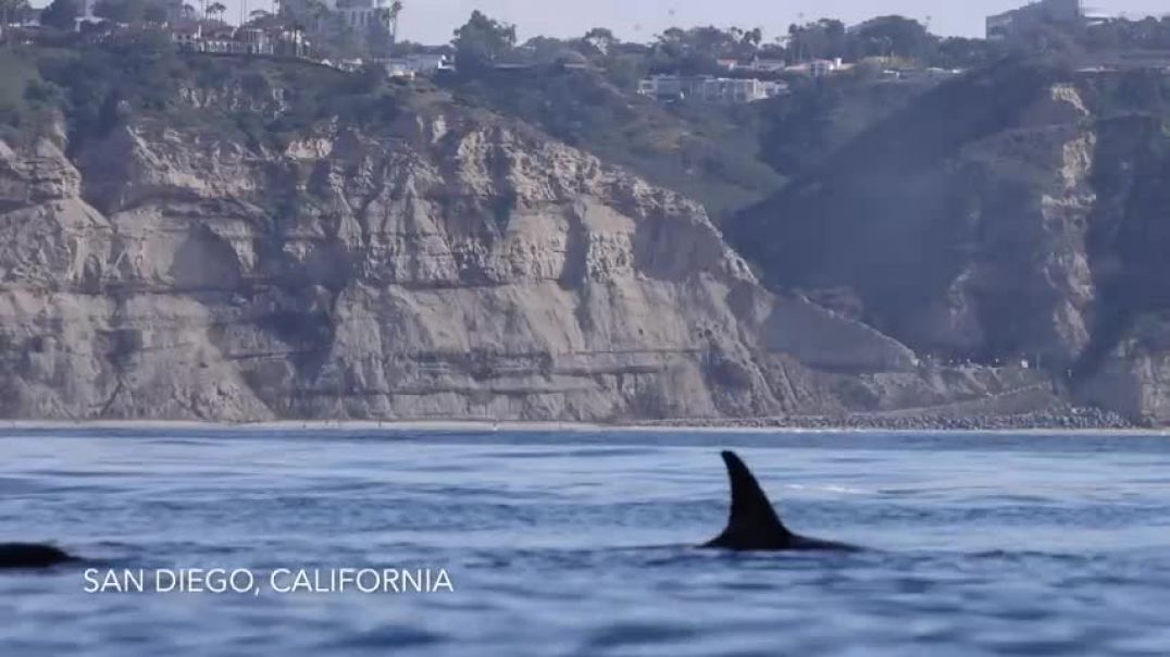 ⁣Orcas of San Diego