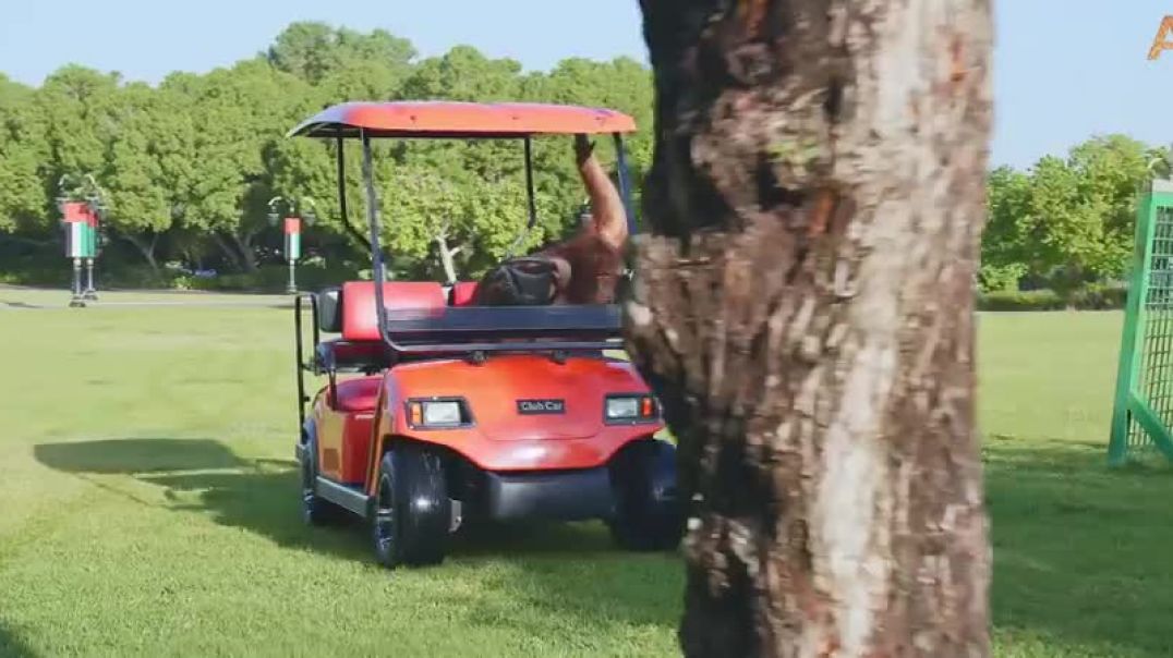 ⁣Animalia Orangutan Rambo drives her golf cart