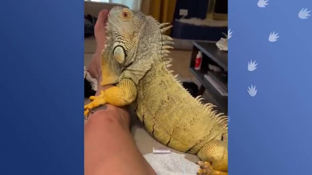 ⁣Clingy Iguana Chases Owners Around The House to Get Extra Kisses   Cuddle Buddies