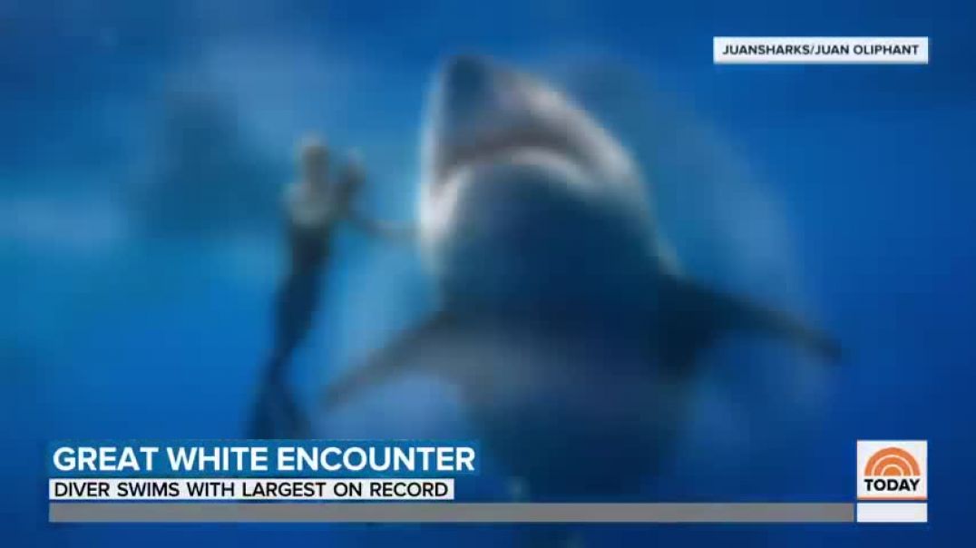 ⁣Hawaii Diver Swims With Record Breaking Largest Great White Shark   TODAY