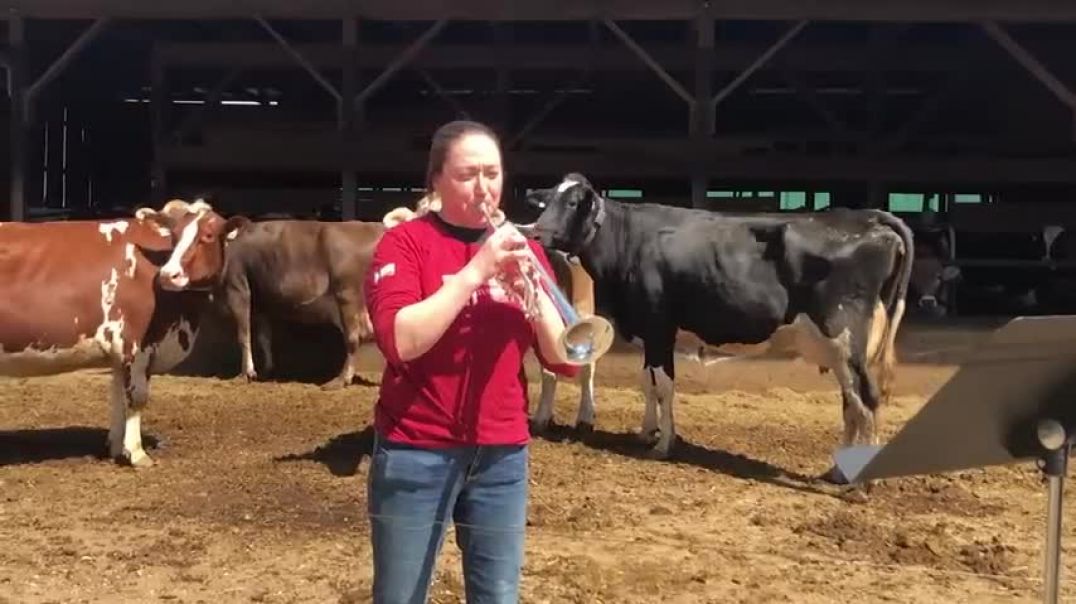⁣Massachusetts Dairy Farmer Plays Trumpet for her Cows