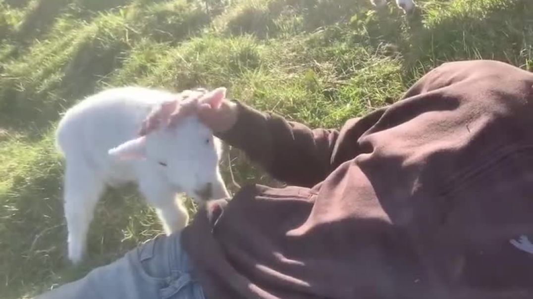 ⁣Cute Lamb Needs Attention