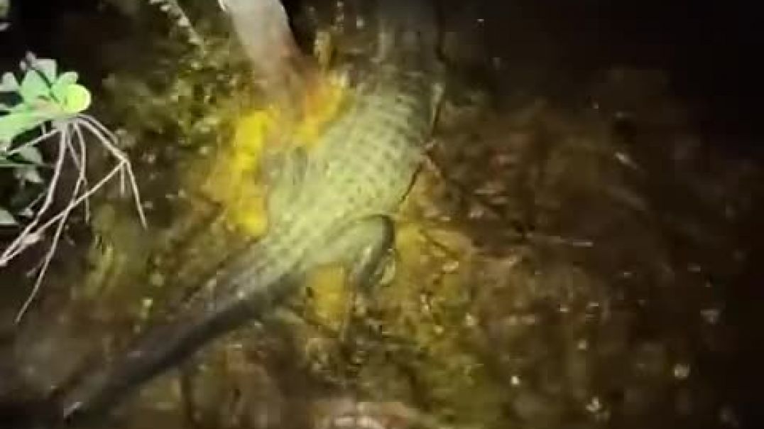 ⁣That 20 foot python is scared! #snake#wildlife#animals#youtubeshorts#alligator#python