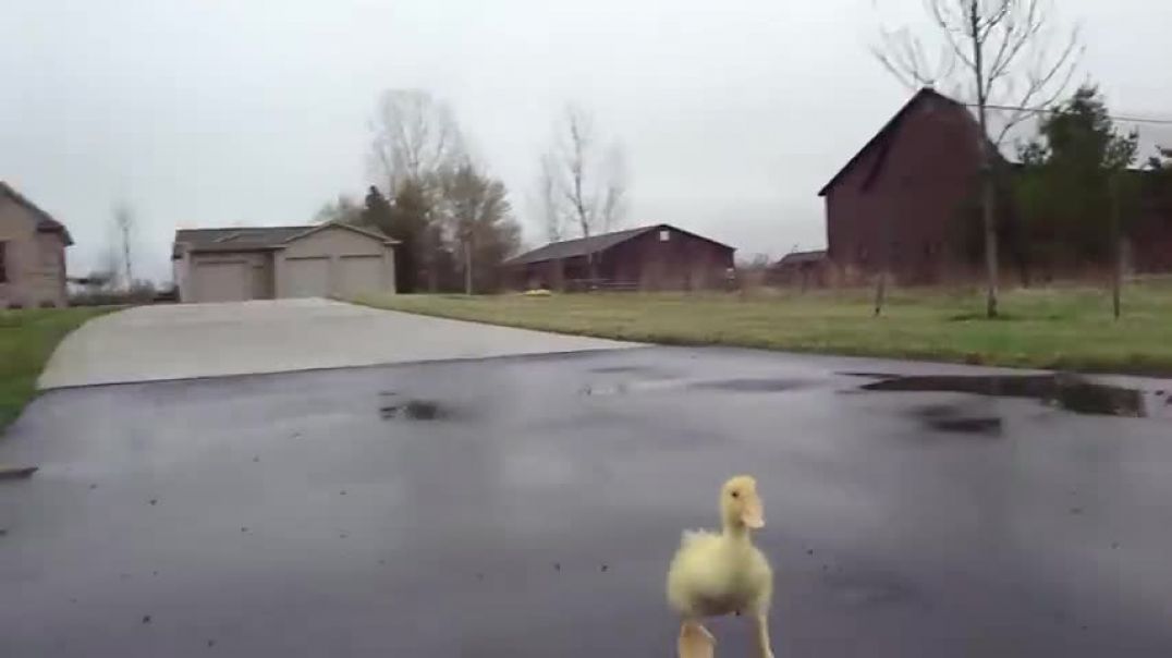 ⁣Duck Run