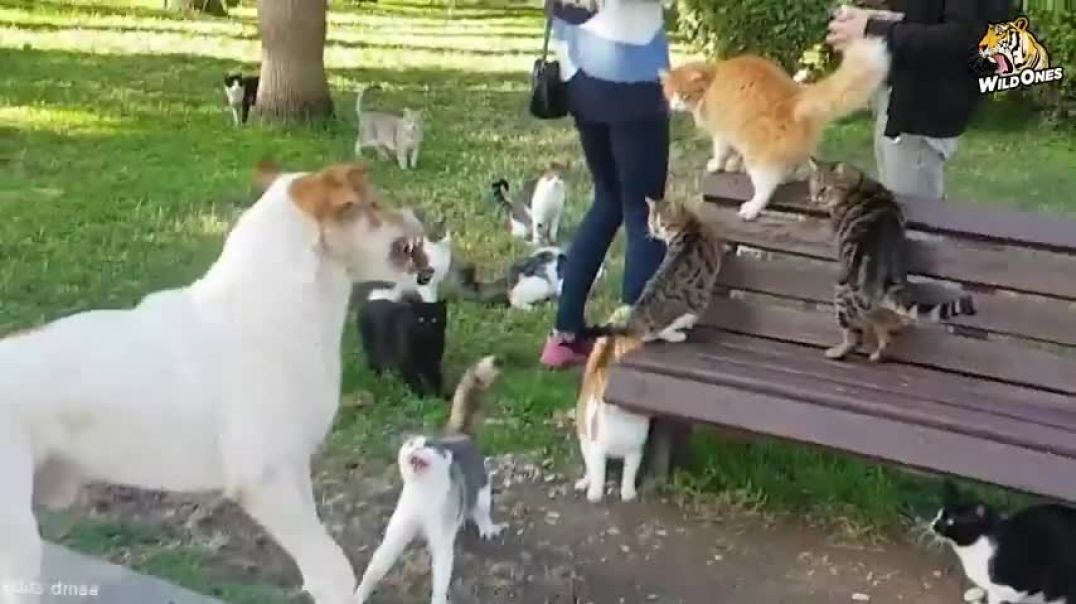 ⁣The Bravest Cat Caught on Camera Defeating Dogs