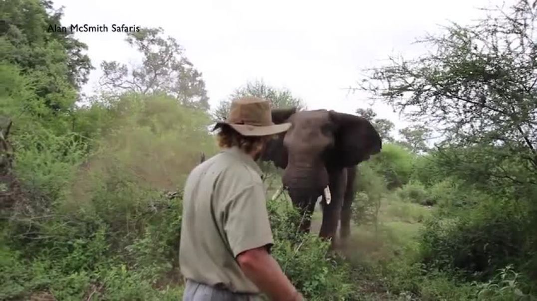 ⁣MAN HALTS CHARGING ELEPHANT
