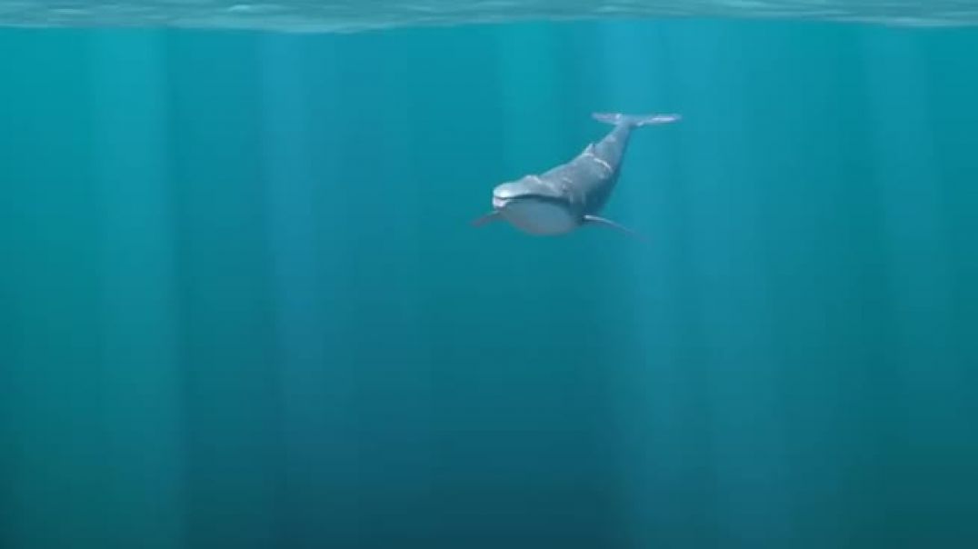 ⁣Blue whale swimming