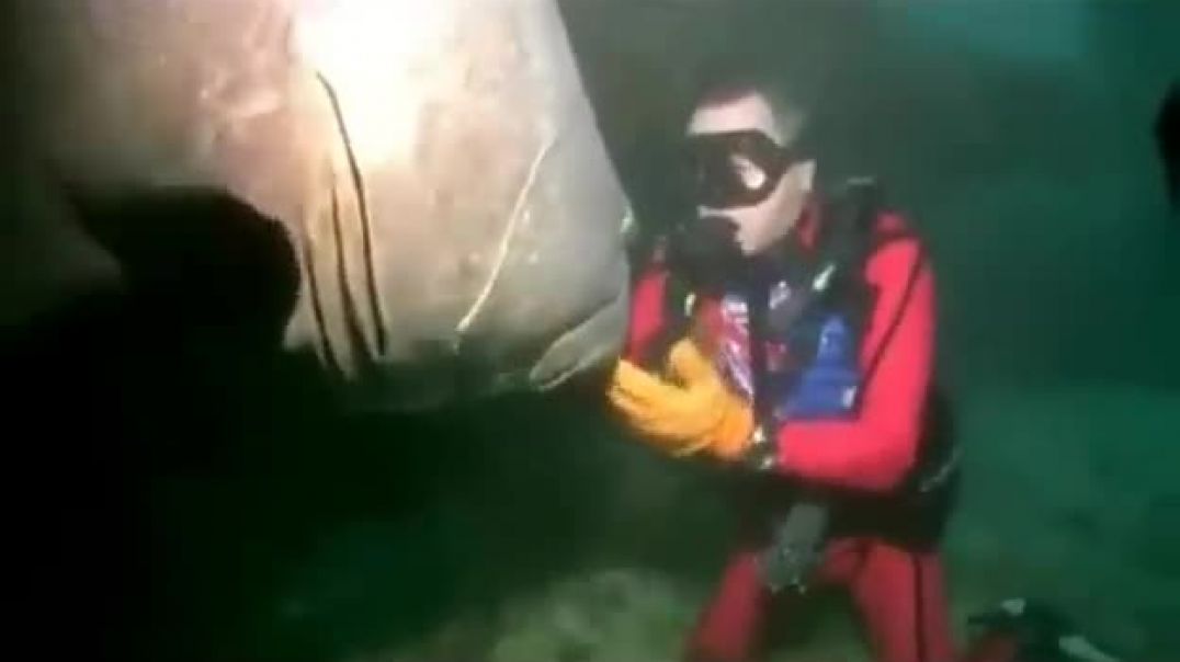 ⁣Massive Fish Bites Scuba Diver DANGER!