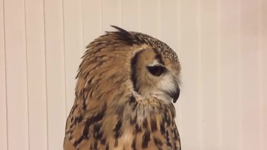 Owl's sneeze