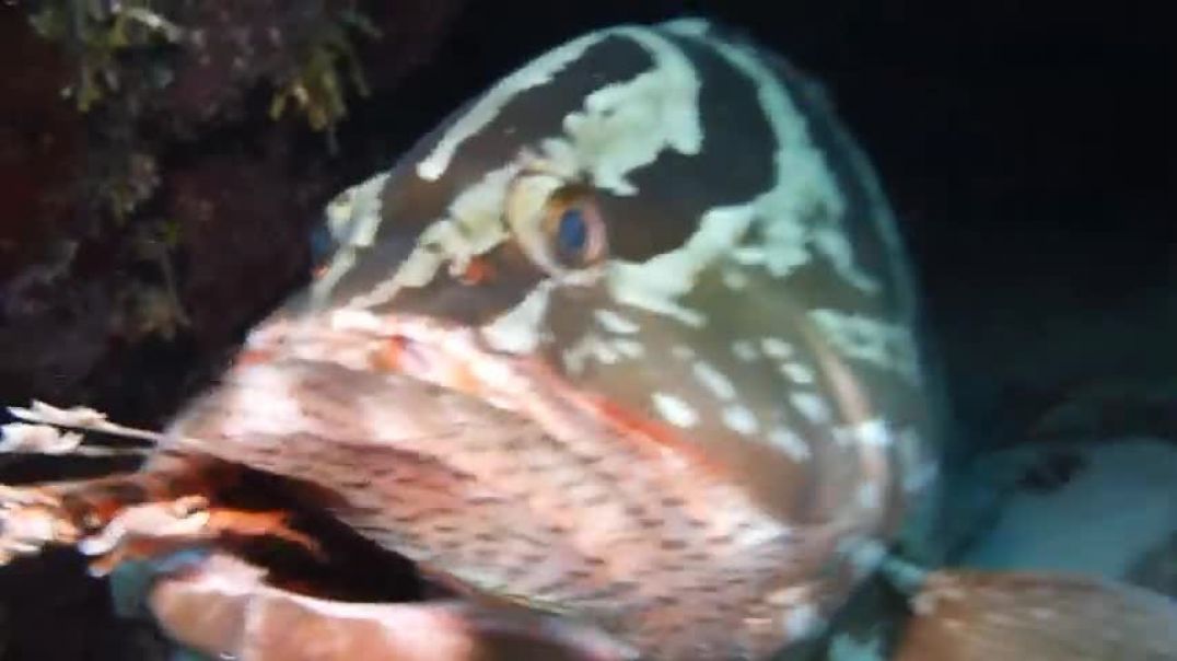 ⁣Grouper eating two lion fish