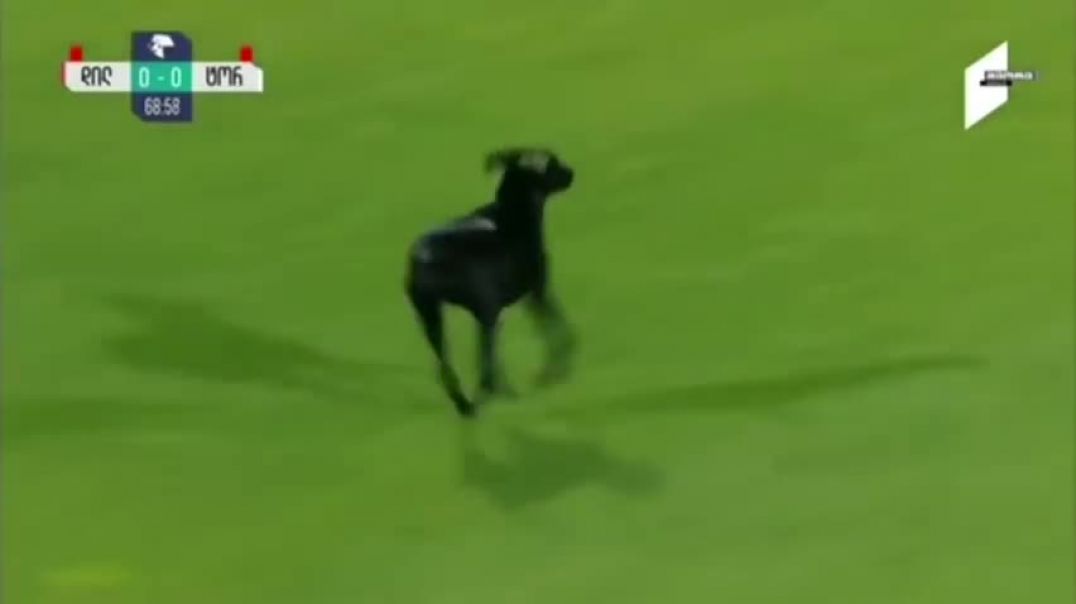 ⁣Dog interrupts soccer game, wants belly rubs