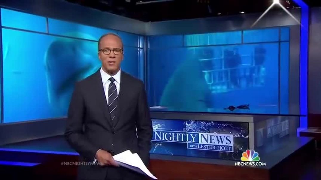 Say Hello to Deep Blue ‘The Biggest Shark Ever Filmed’   NBC Nightly News