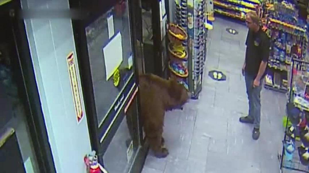 ⁣500-POUND Bear REPEATEDLY Steals Candy from Gas Station | Customer Wars | A&E