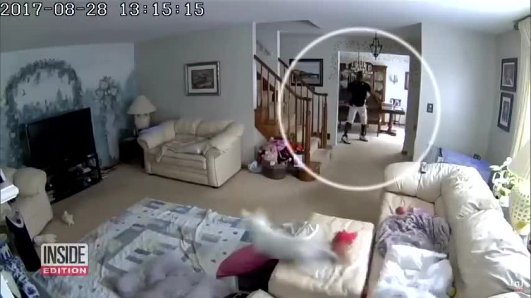 ⁣Dogs Tested to See Whether They’d Defend Owner During Home Invasion