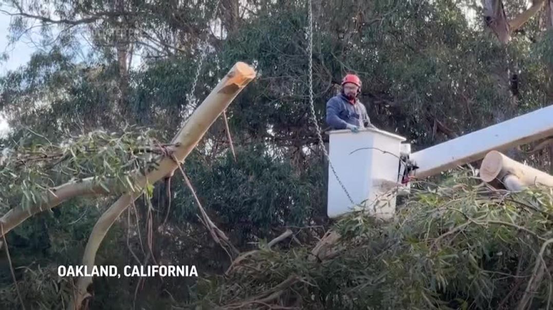 ⁣Giant tree crushes California home as powerful storm hits