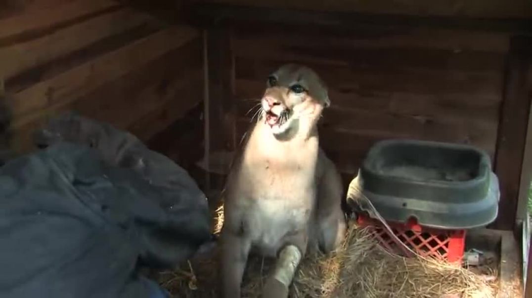 ⁣6 Mountain Lion Encounters That Will Horrify You