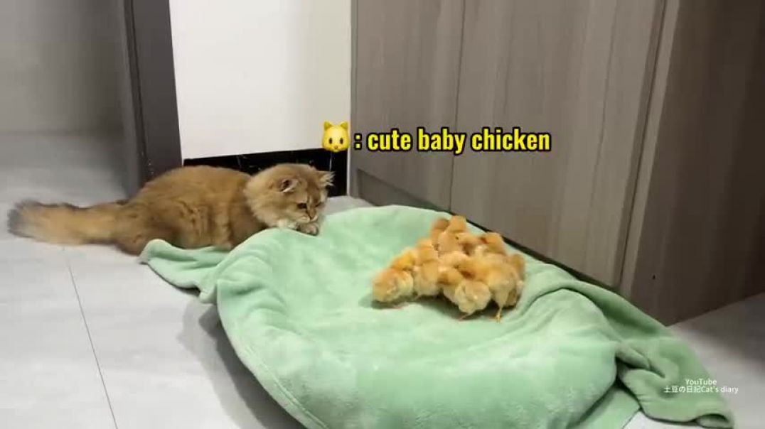 ⁣The hen suspects the kitten has stolen the chicks!The cat returned the chick to the hen