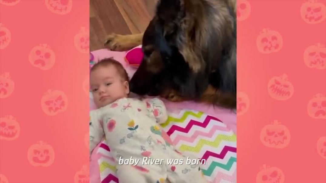 ⁣Huge German Shepherds Think Tiny Baby Is Their Puppy   Cuddle Buddies