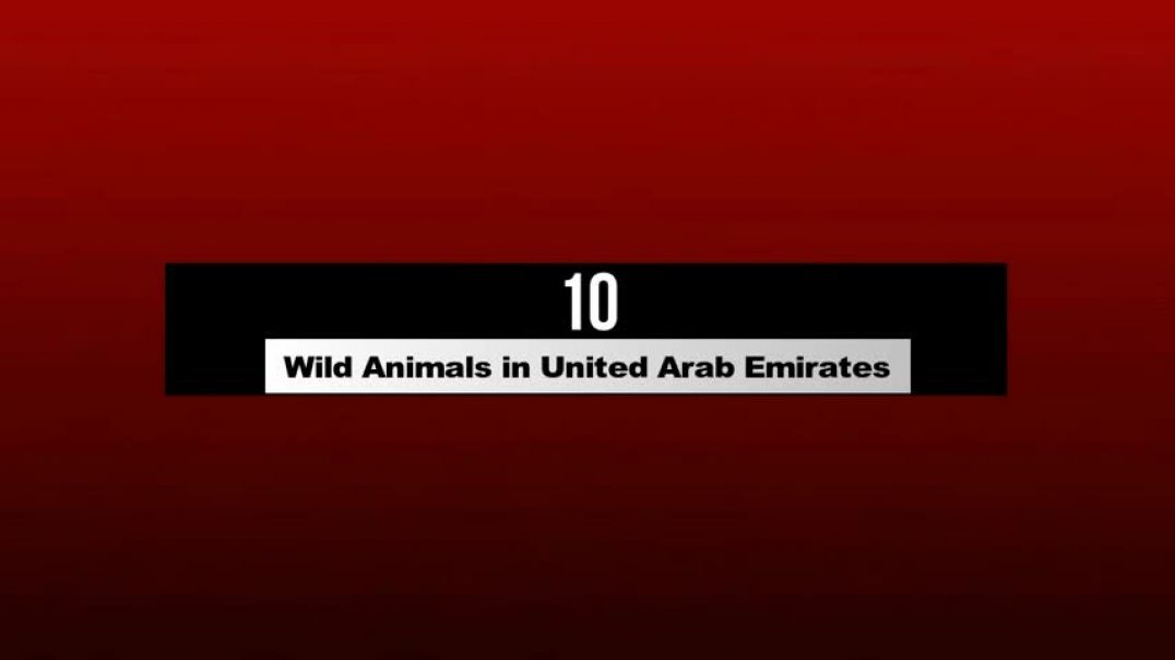 10 Wild Animals in United Arab Emirates