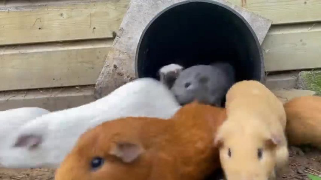 ⁣Guinea pigs exit and enter the tube