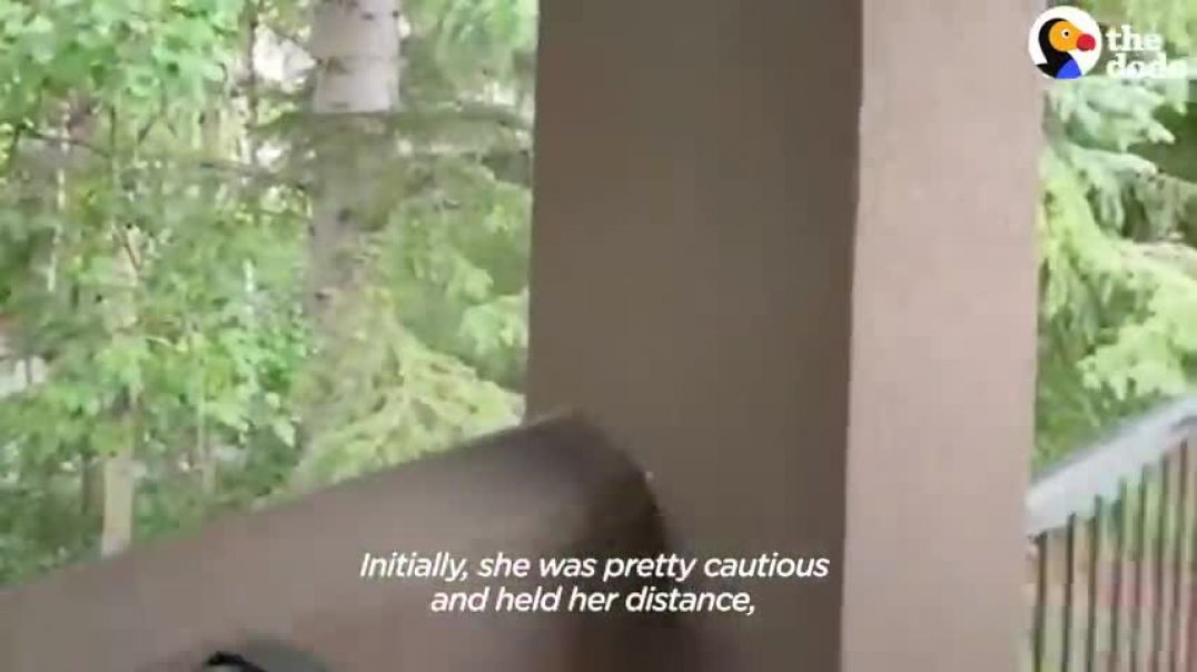 ⁣Wild Squirrel Introduces Her Baby To Her Favorite Dog   The Dodo