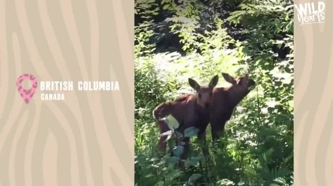 Family Brings Baby Moose Twins Into Their House — See What Happens Next!   The Dodo Wild Hearts