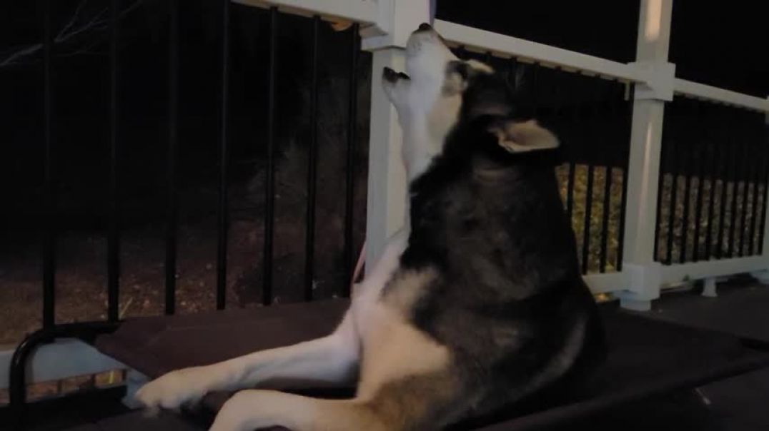 Husky singing with fire truck siren