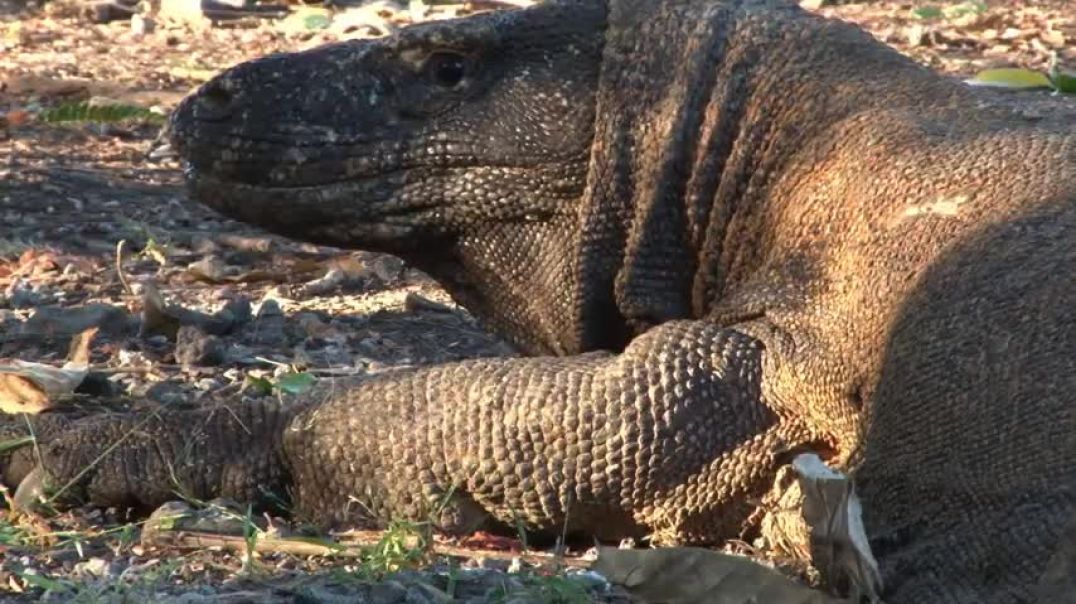 ⁣Crocodile Attacks Komodo Dragon To The Last Breath