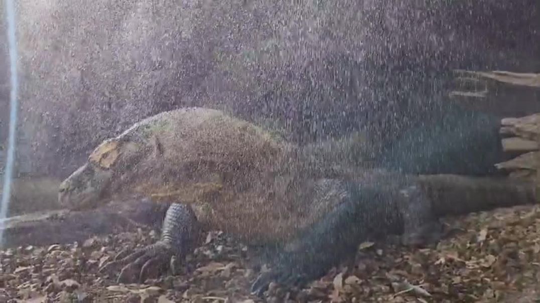 Komodo Dragon Lava Claw enjoying her sprinkler on a hot day