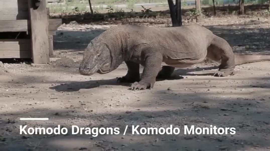 ⁣6 Animals That Could Defeat A Komodo Dragon