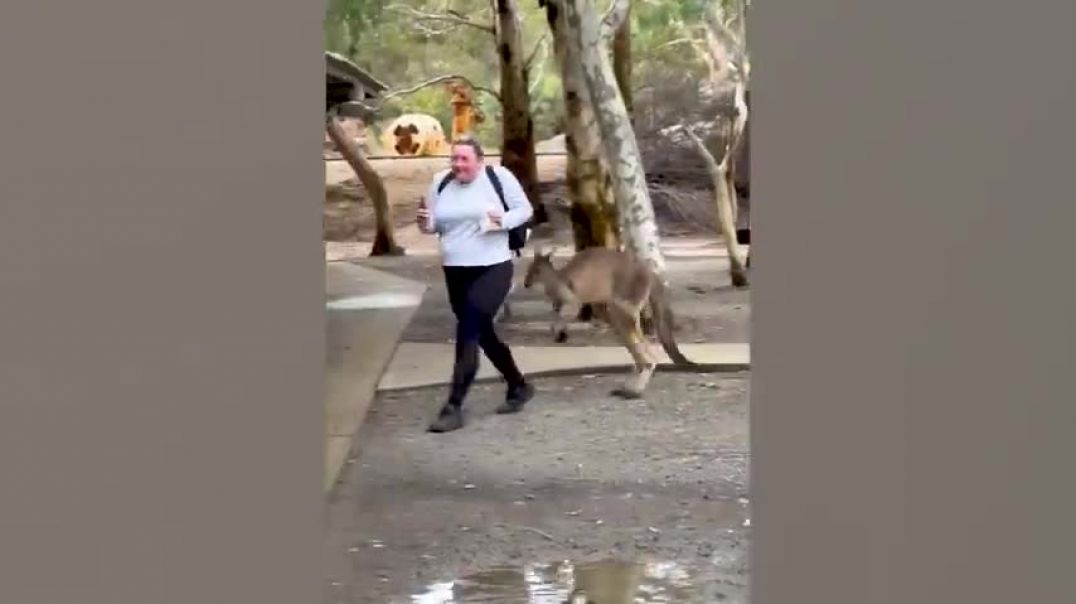 ⁣Kangaroo Attacks a Tourist - Ozzy Man Reviews