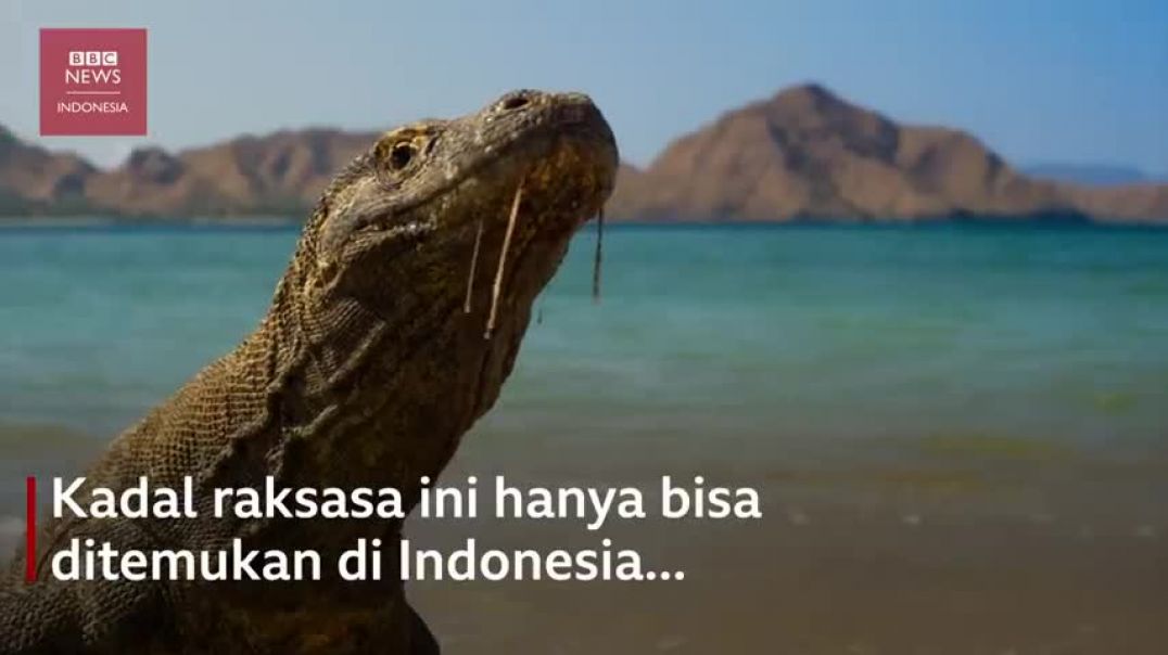 ⁣Haruskah Pulau Komodo ditutup dan dibiarkan tanpa manusia - BBC News Indonesia
