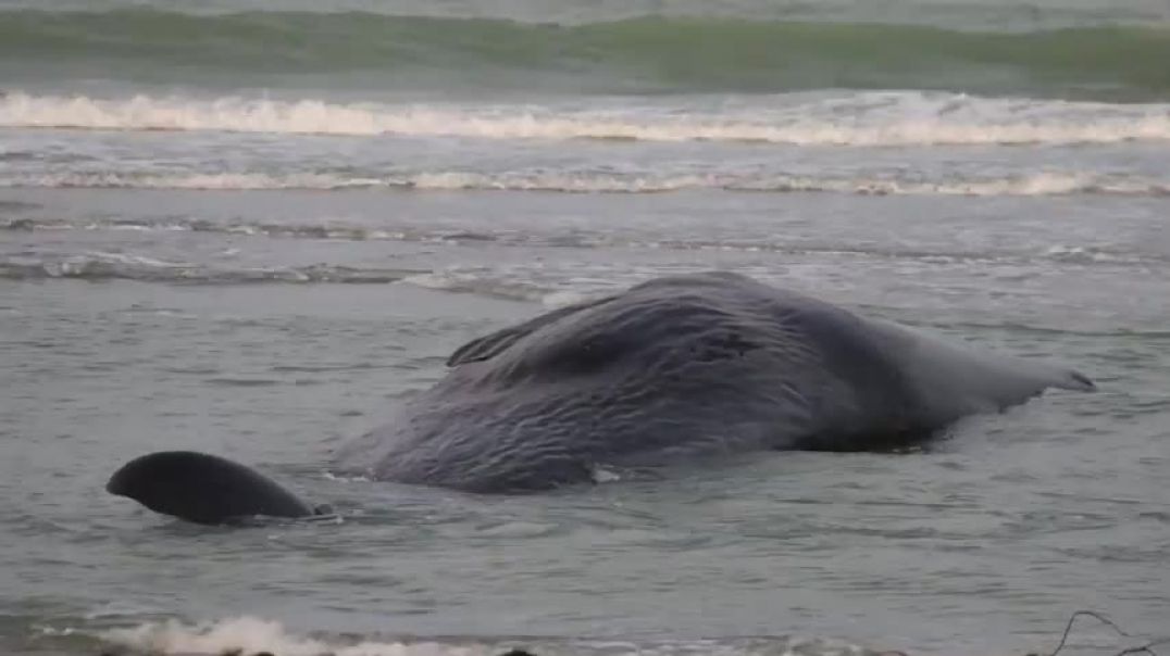 ⁣Adult Sperm Whale Beached In Venice Florida